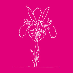 Fleur stylisée, iris dessiné en un seul trai suivant le contour.